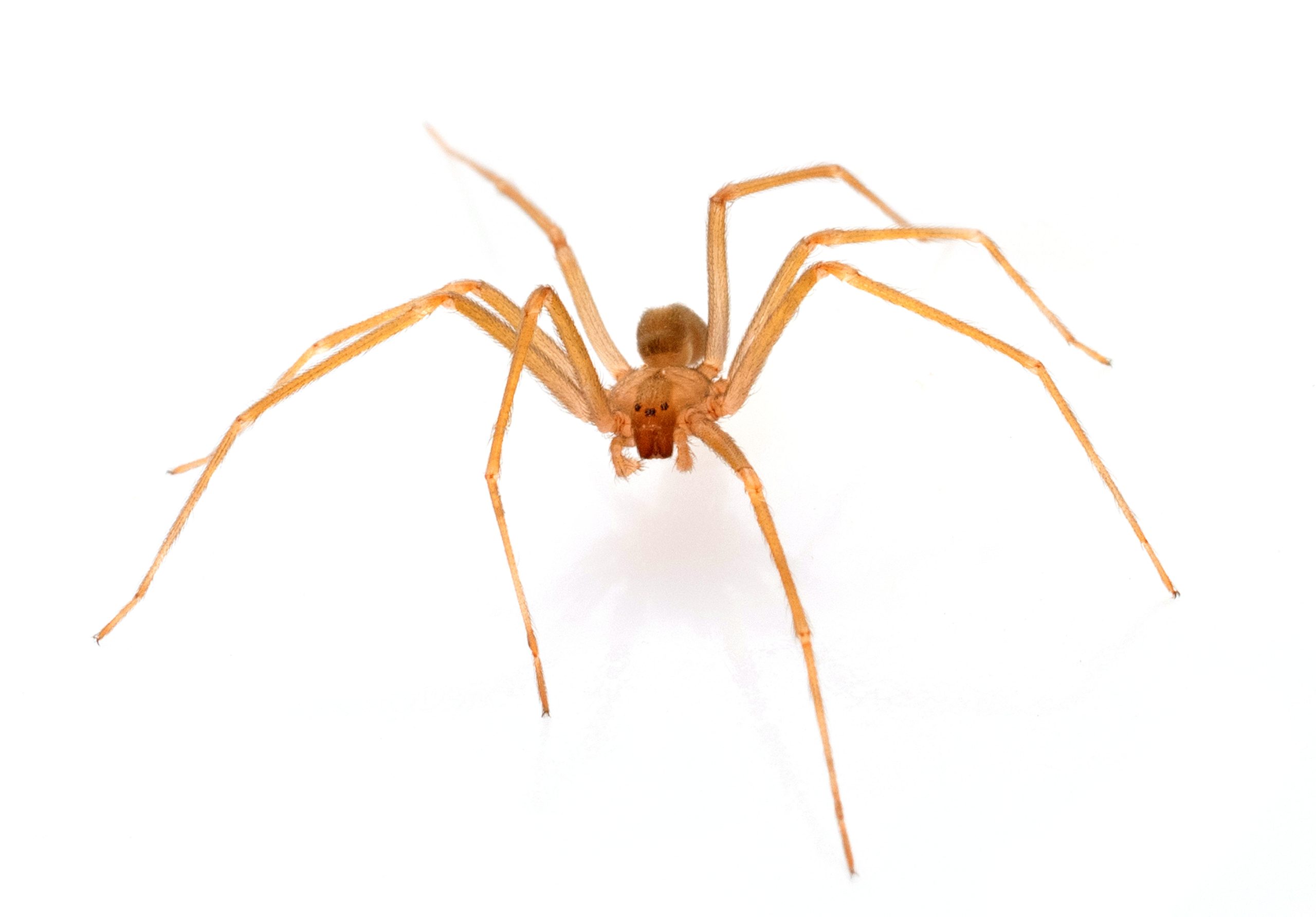 Spider over a white background