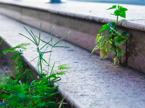 Weed Control Program